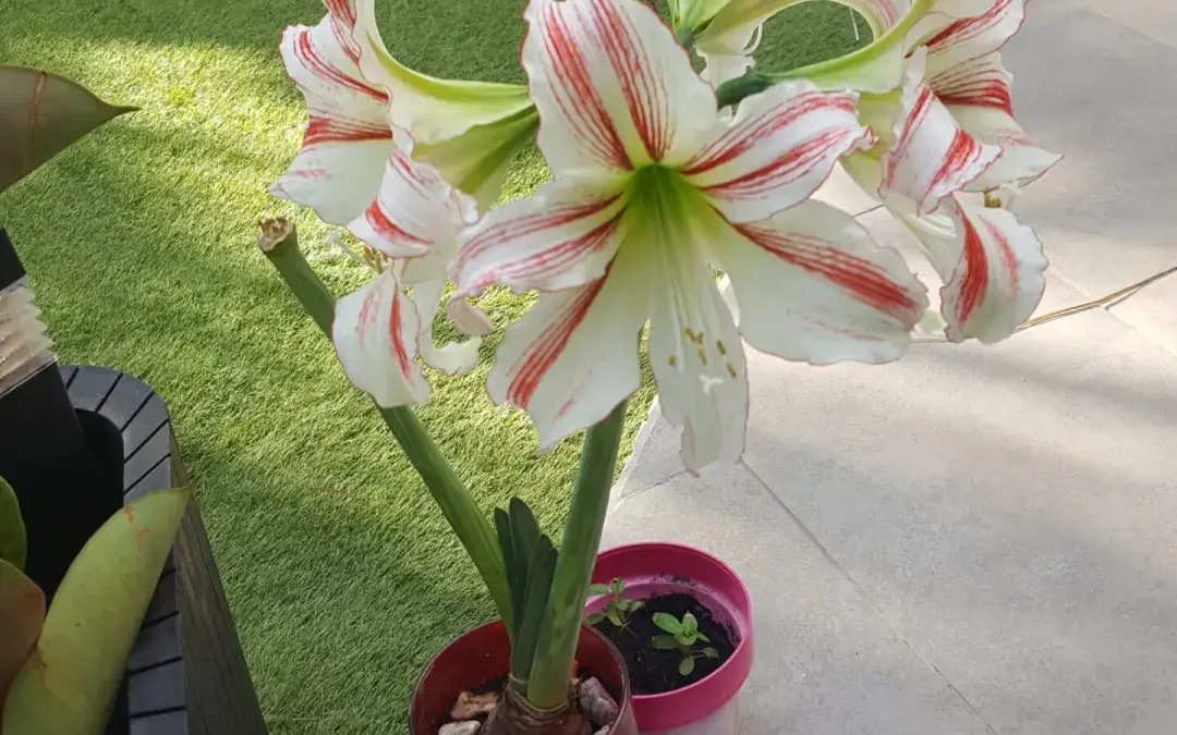 Ruhe auf der Terrasse