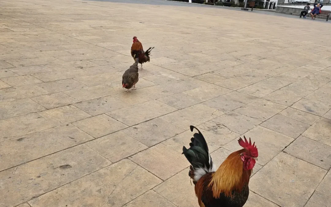 Ein guter Morgen beginnt mit einem fröhlichen Kikeriki!