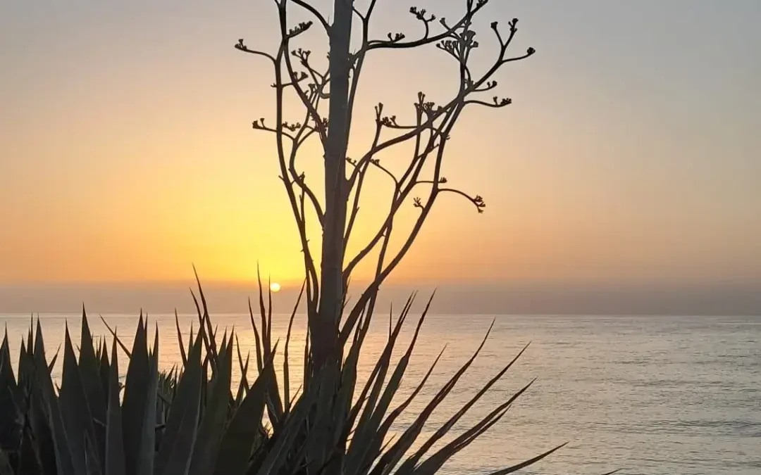 🪷 Die Weisheit der Agave – vom Glück, nichts festhalten zu müssen 🌅